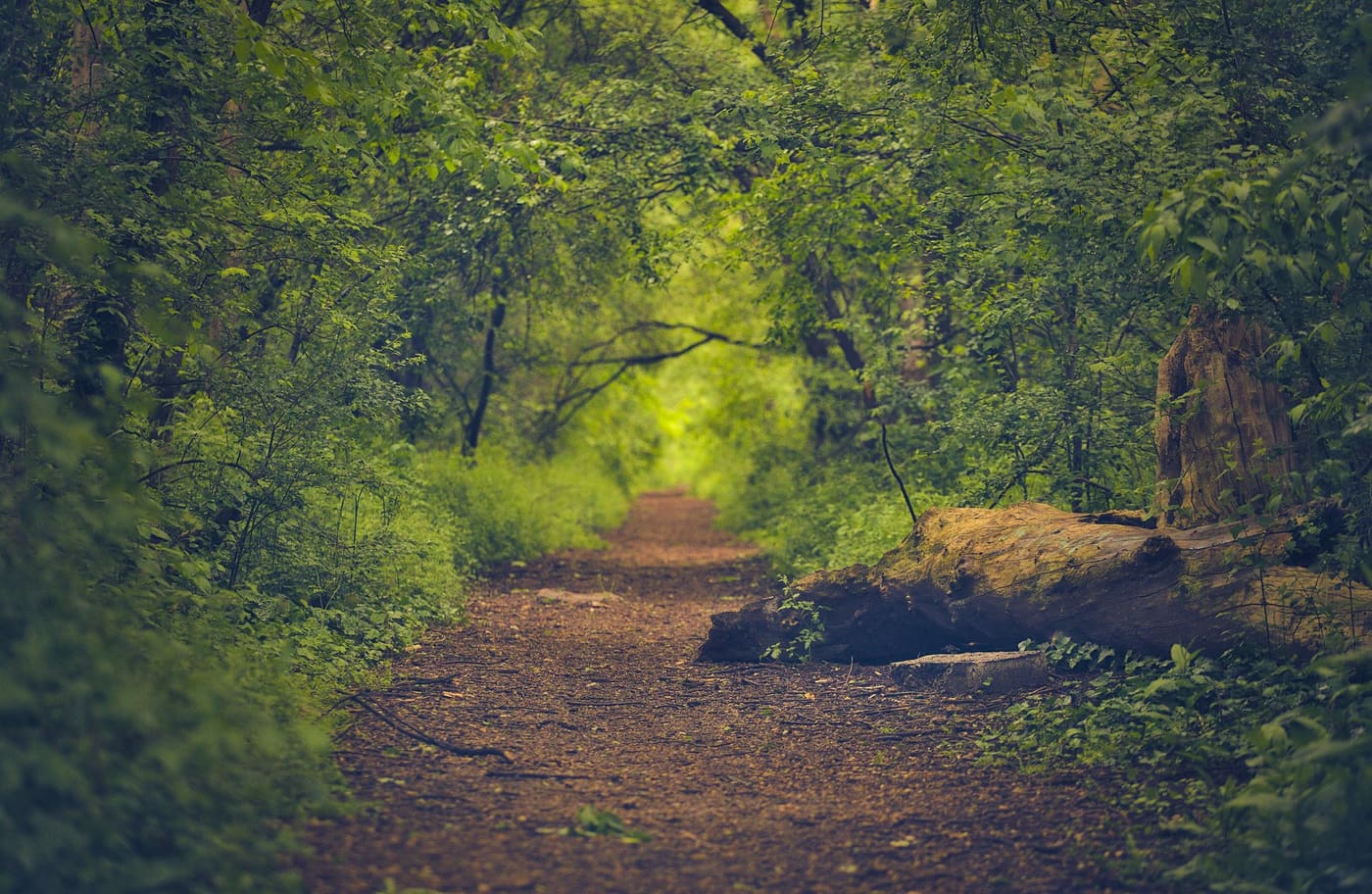 A dirt path winding through a bright green forest