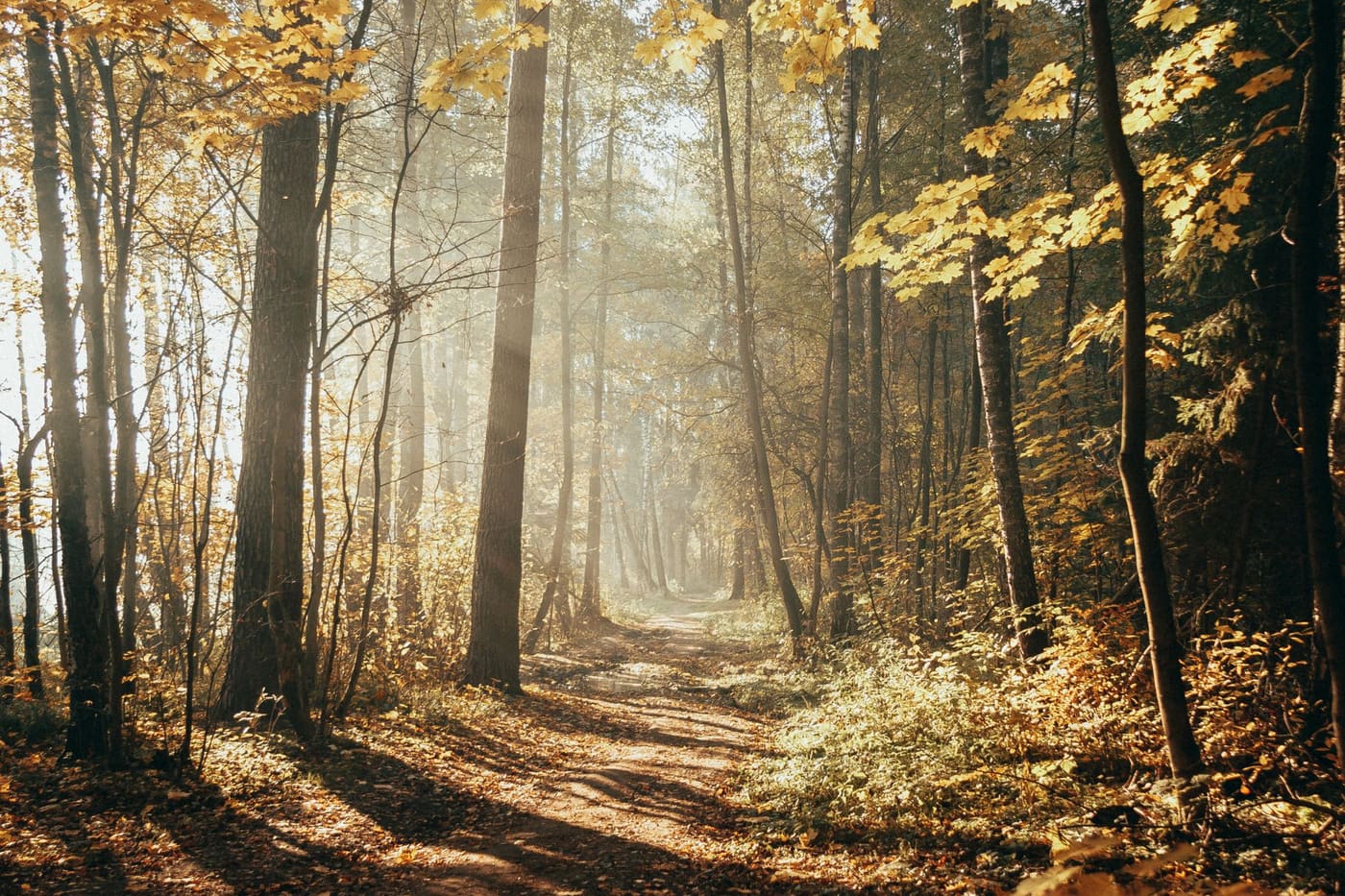 A sunlit dirt path through a woodland with autumn leaves